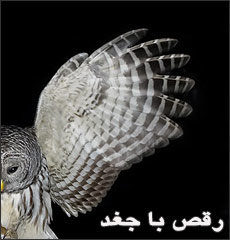 رقص با جغد