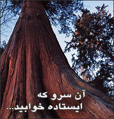آن سرو که ایستاده خوابید...